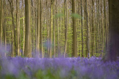 Blauwe  hyacinten in het Hallerbos