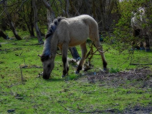 Free horse