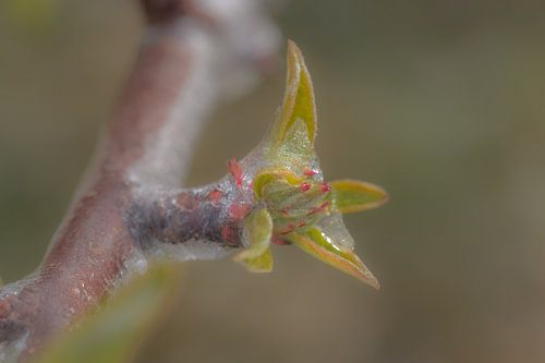 Beregenen bloesem in de Betuwe