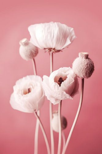 White Poppy On Pink Background