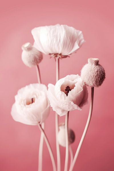 White Poppy On Pink Background by Treechild