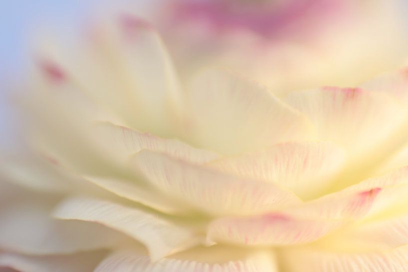 tender dreams by Augenblicke im Bild