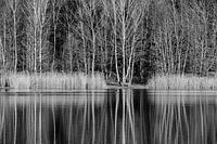 Bench by the pond