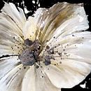 fiore bianco von Andreas Wemmje Miniaturansicht