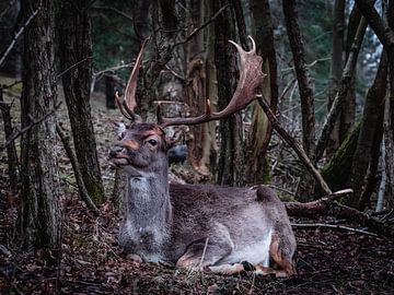 Portrait of a reclining fallow deer by Roos Maryne - Natuur fotografie