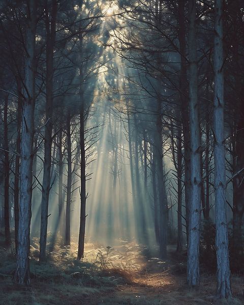 Magisch licht in het bos van fernlichtsicht