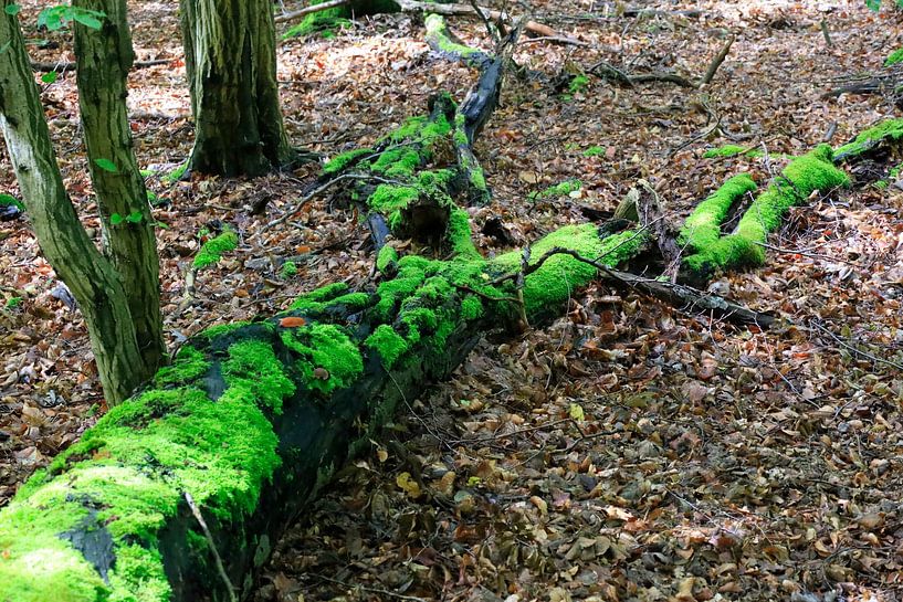 Wildromantischer Kellerwald von Thomas Jäger