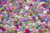 Hortensia display