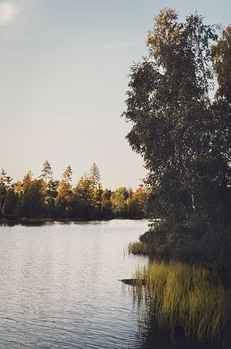 Carried to the shores