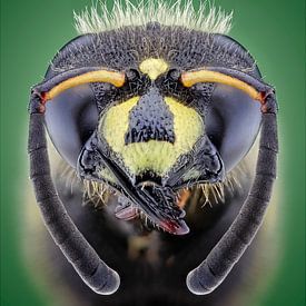 Parasitic wasp by marco jongsma