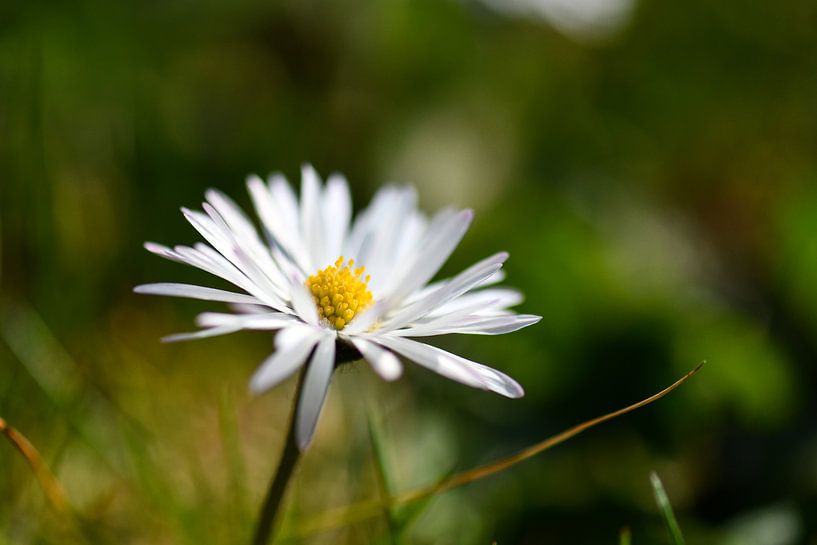 Madeliefjes witgeel op groen van Robert Styppa