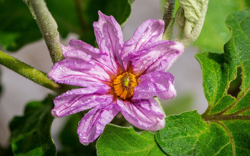 Aubergine bloem na een bui van Stijn Cleynhens