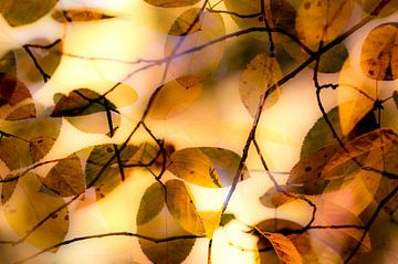 Autumn leaves van Marieke van der Doef