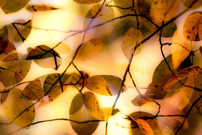 Autumn leaves von Marieke van der Doef