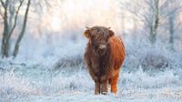Schotse Hooglander in een bevroren landschap van Art Wittingen thumbnail