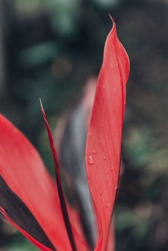 Wilde kleurrijke rode plant in Bali, Indonesië