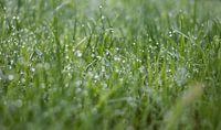 Morning Grass