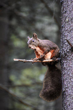 Rotes Eichhörnchen am Davosersee