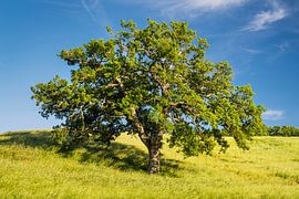 Old oak tree by Rainer Mirau