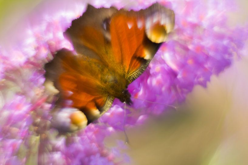 La beauté colorée du papillon paon par Arjan van de Logt