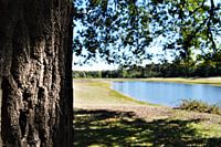 Sprookjesachtig bosgebied