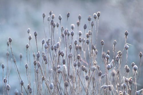 Kaltes Blau (verblasste Blumen mit Reif in kühlen Farbtönen)
