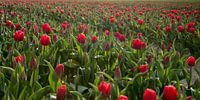Rode tulpen