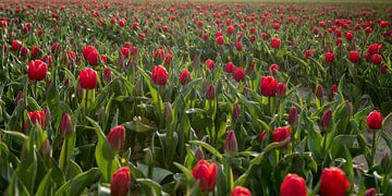 Rode tulpen van Anita Loos
