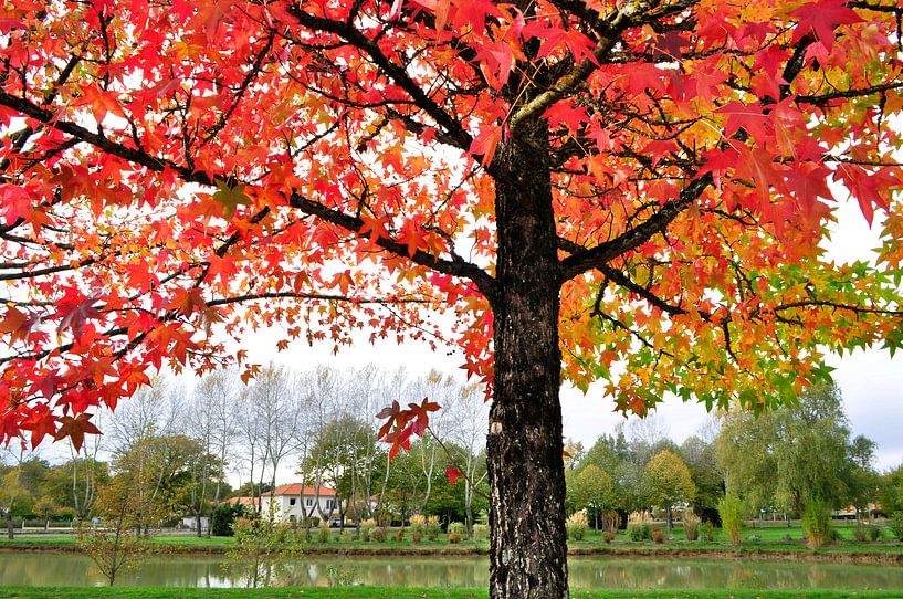 Der rote Baum von Corinne Welp