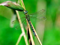 Libelle auf Schilfrohr