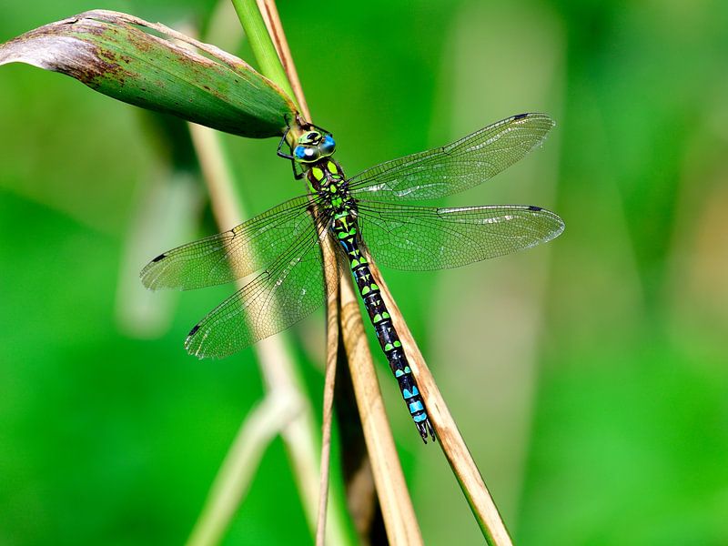 Libelle auf Schilfrohr von Frank van Kooten