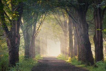 Chemin forestier atmosphérique avec lever de soleil et rayons de lumière à travers les arbres