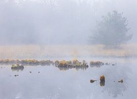 Brouillard au lever du soleil Dwingelderveld - Zandveen (Drenthe) Pays-Bas
