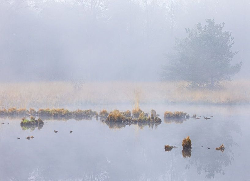 Fog during sunrise Dwingelderveld - Zandveen (Drenthe) Netherlands by Marcel Kerdijk