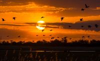 In vogelvlucht langs de zon van Xander Haenen thumbnail