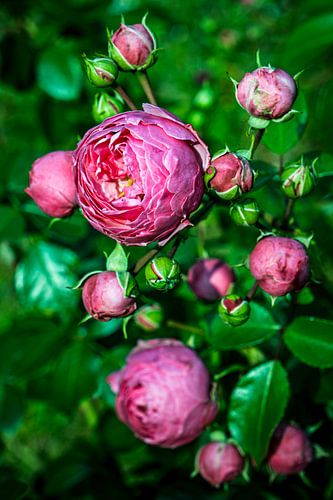 roze wilde roos van Dieter Walther