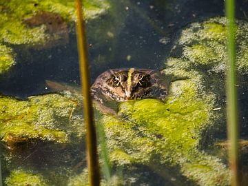 Bien camouflé dans la mare verte