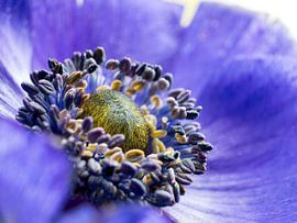Flower Anemone Blue Yellow Close-up Macro by Art By Dominic