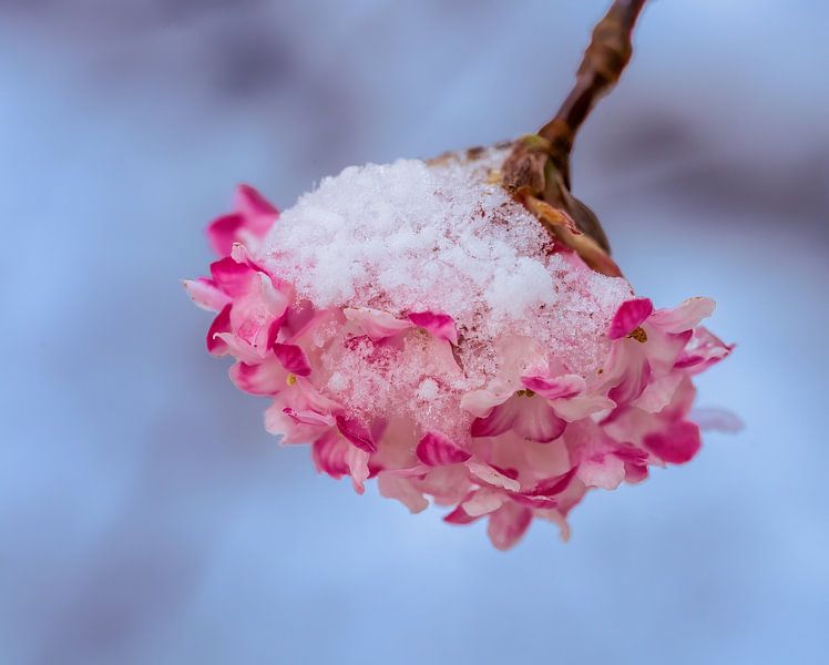 Roze bloesems van een winterse sneeuwbal bedekt met sneeuw en ijs van ManfredFotos