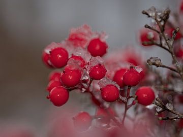 Baies dans la neige sur Monique Verlouw