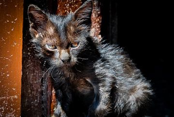 "Cat" hmandu von Dennis Timmer