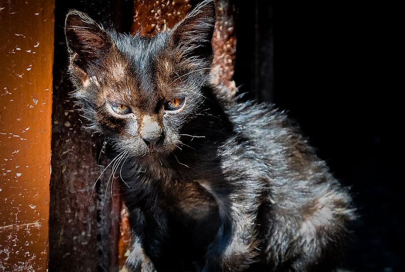 &quot;KAT&quot; hmandu par Dennis Timmer