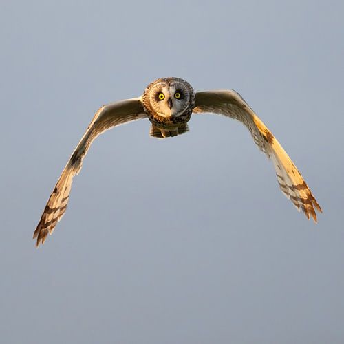 Jagende velduil in Lower Breakish, Isle of Skye Schotland