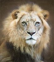 Portrait d'un jeune lion mâle