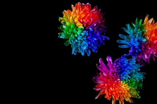 Regenbogen der Blumen