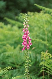 Roter Fingerhut von Thomas Duiker