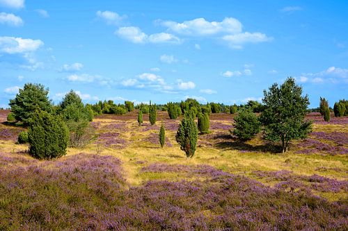 Fleur de bruyère sur Gisela Scheffbuch