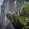 Puffins in IJsland van Elly van Veen