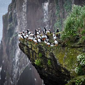 Puffins in Iceland by Elly van Veen