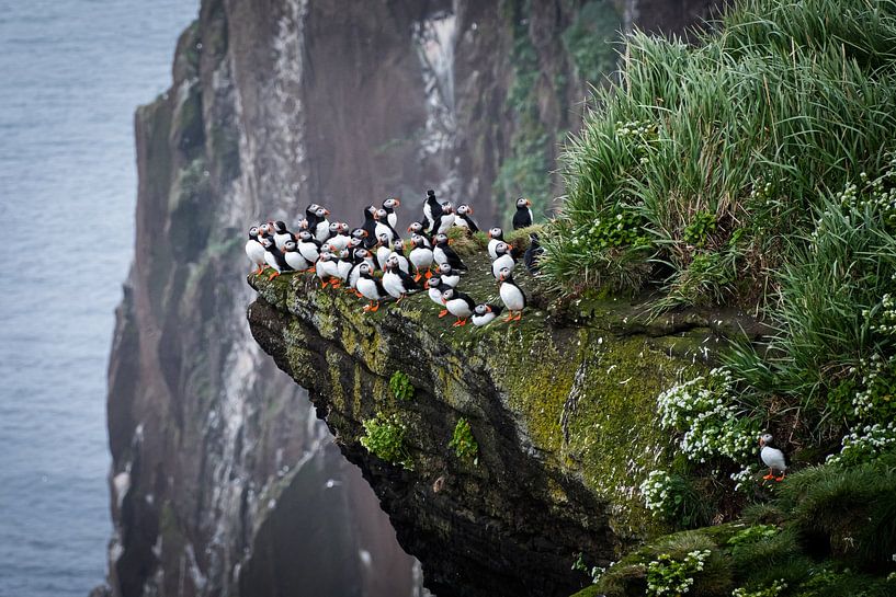 Papageientaucher in Island von Elly van Veen